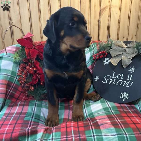 Max, Rottweiler Puppy