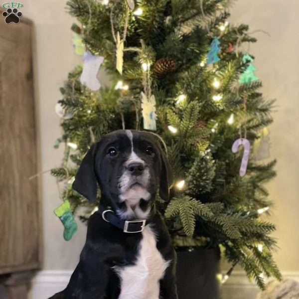 Cody, Golden Retriever Mix Puppy