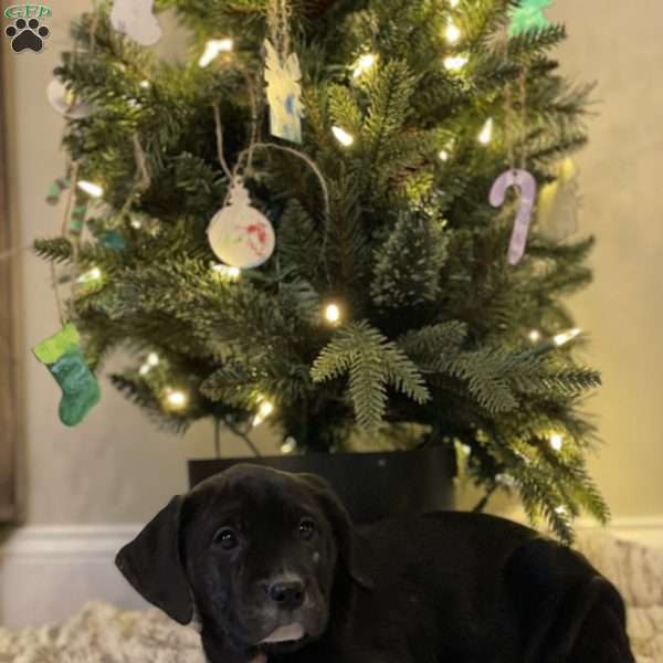 Cheyanne, Golden Retriever Mix Puppy