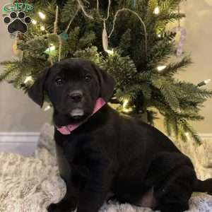 Cutie, Golden Retriever Mix Puppy