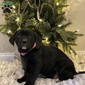 Cutie, Golden Retriever Mix Puppy