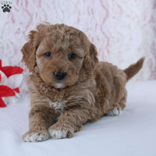 Idella, Mini Goldendoodle Puppy