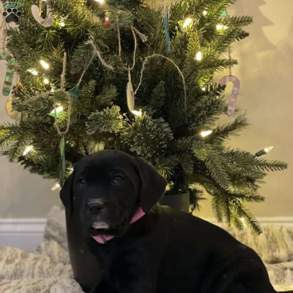 Cutie, Golden Retriever Mix Puppy