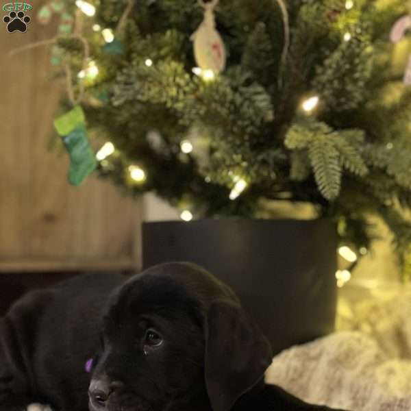 Chloe, Golden Retriever Mix Puppy