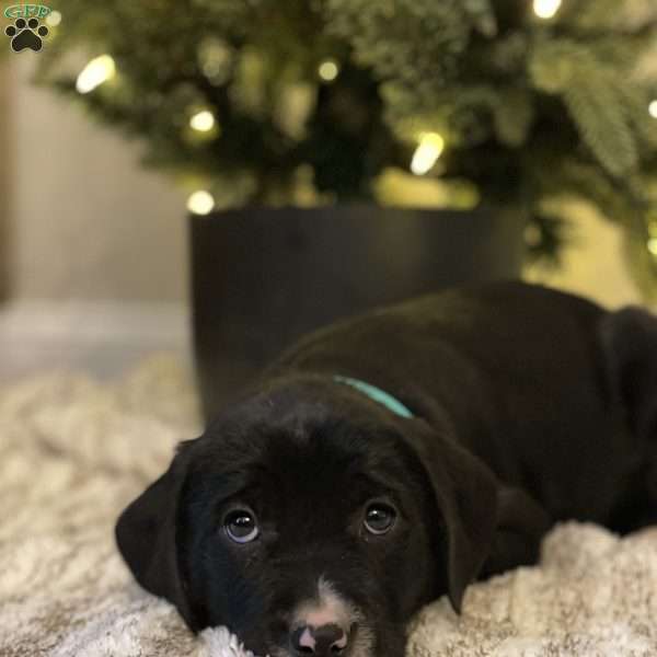 Clara, Golden Retriever Mix Puppy