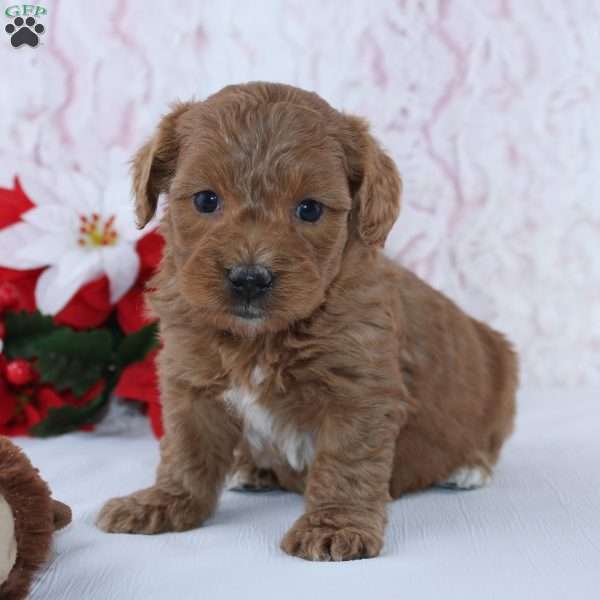 Inez, Mini Goldendoodle Puppy