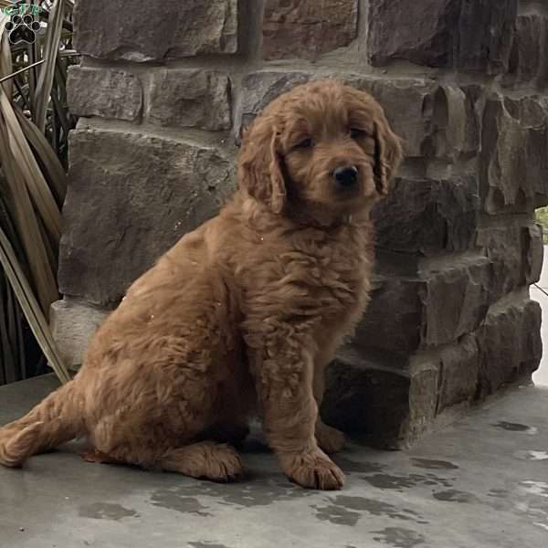 Bailey, Goldendoodle Puppy