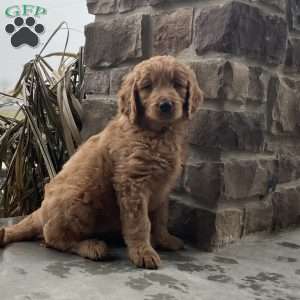 Bailey, Goldendoodle Puppy