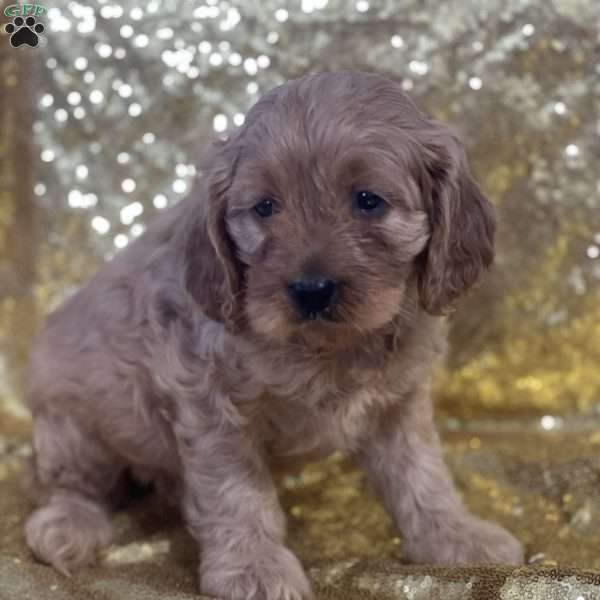 Ruth, Cavapoo Puppy