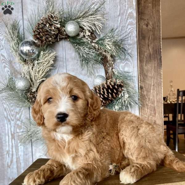 Holly, Mini Goldendoodle Puppy