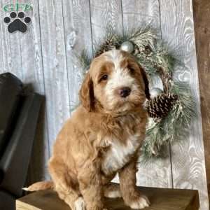 Cuddles, Mini Goldendoodle Puppy