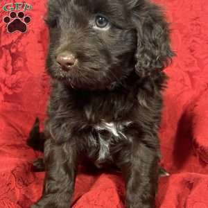 Sophia, Portuguese Water Dog Puppy