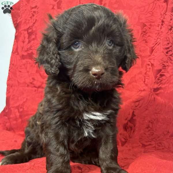 Sophia, Portuguese Water Dog Puppy