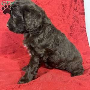 Sophia, Portuguese Water Dog Puppy