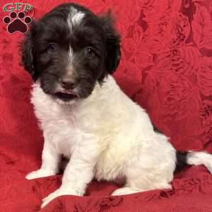 Daisey, Portuguese Water Dog Puppy