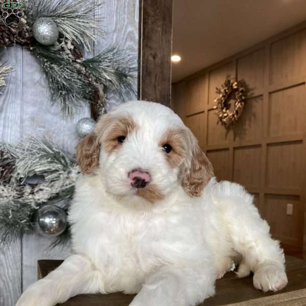 Silver, Mini Goldendoodle Puppy