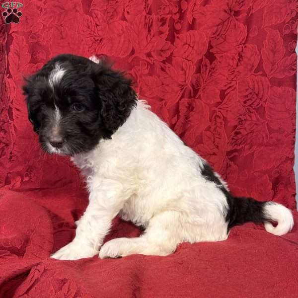 Daisey, Portuguese Water Dog Puppy