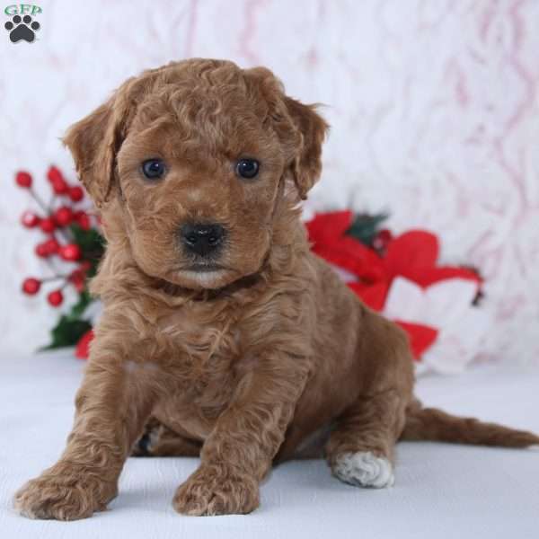 Isabella, Mini Goldendoodle Puppy