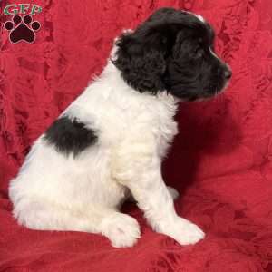 Daisey, Portuguese Water Dog Puppy