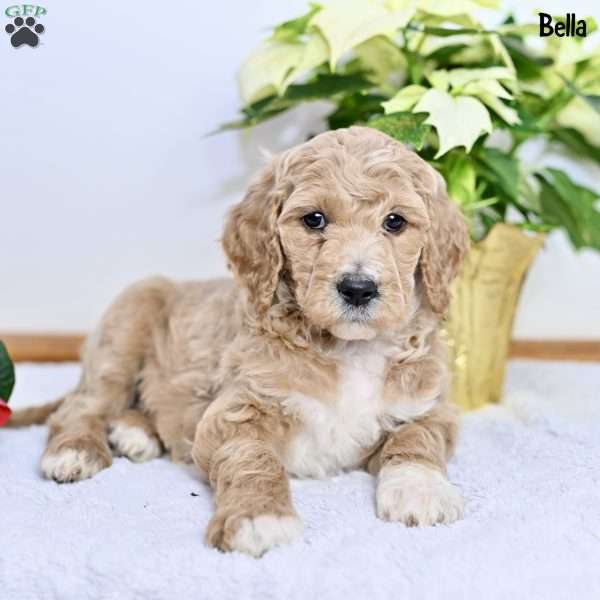 Bella, Standard Poodle Puppy