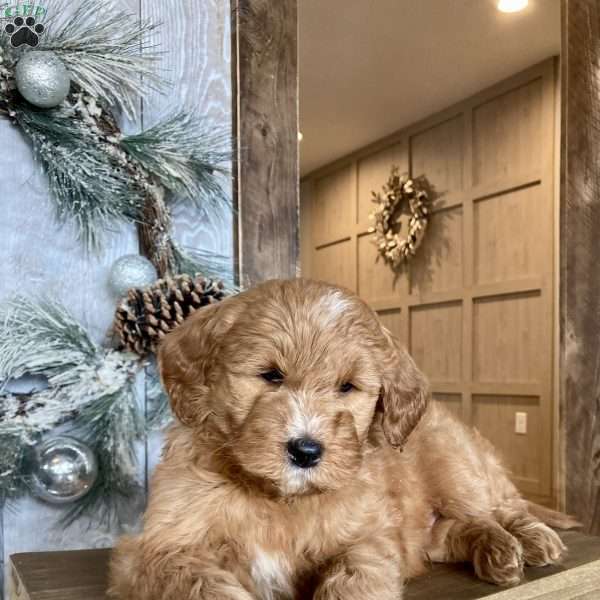 Bells, Mini Goldendoodle Puppy