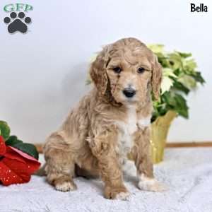 Bella, Standard Poodle Puppy