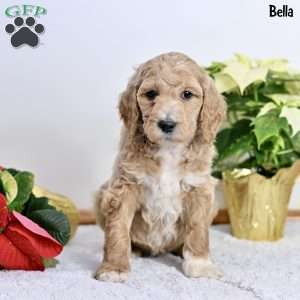 Bella, Standard Poodle Puppy