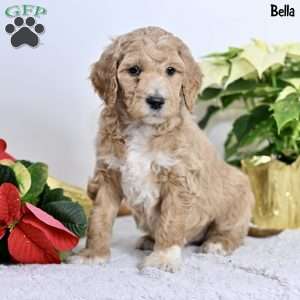 Bella, Standard Poodle Puppy