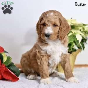 Buster, Standard Poodle Puppy