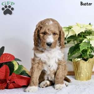 Buster, Standard Poodle Puppy