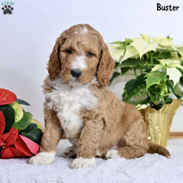 Buster, Standard Poodle Puppy