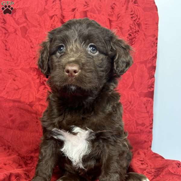 Bailey, Portuguese Water Dog Puppy