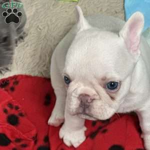 President Snow, French Bulldog Puppy