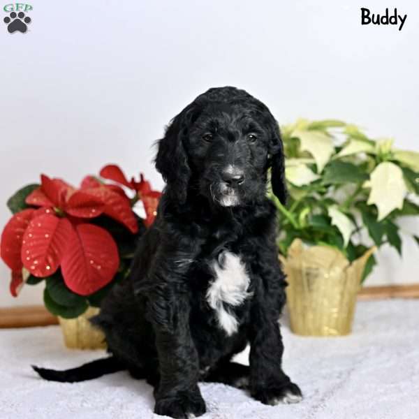 Buddy, Standard Poodle Puppy