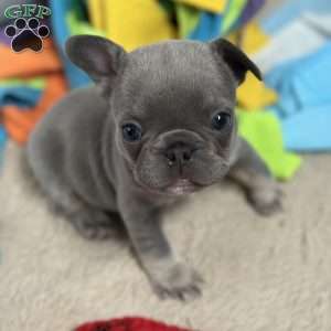 Stoney, French Bulldog Puppy