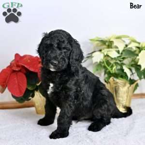 Bear, Standard Poodle Puppy