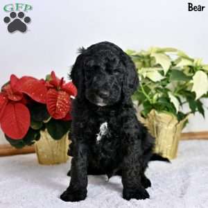 Bear, Standard Poodle Puppy