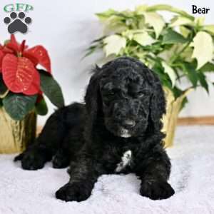 Bear, Standard Poodle Puppy