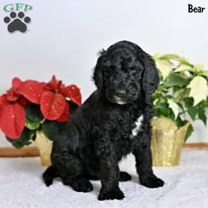 Bear, Standard Poodle Puppy