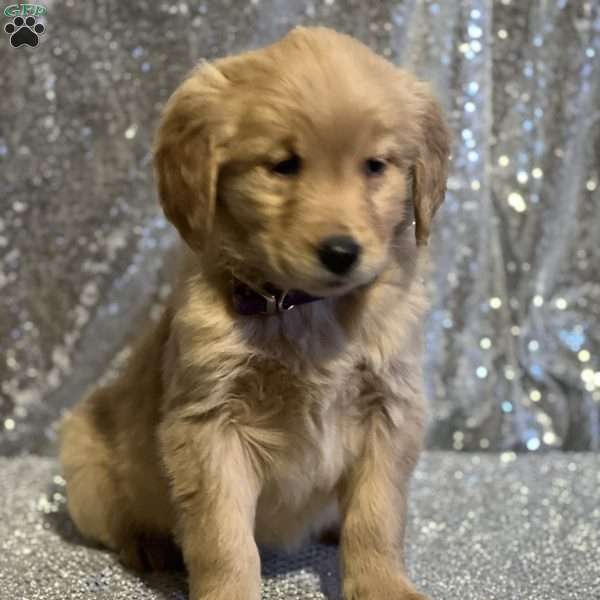 Christie, Golden Retriever Puppy