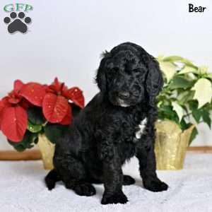 Bear, Standard Poodle Puppy