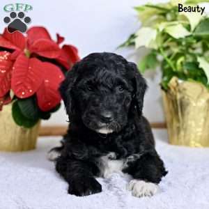 Beauty, Standard Poodle Puppy