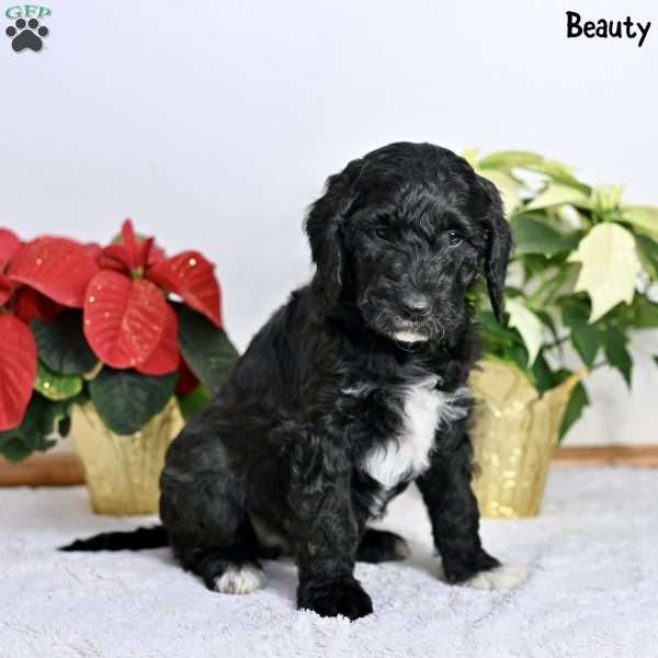 Beauty, Standard Poodle Puppy