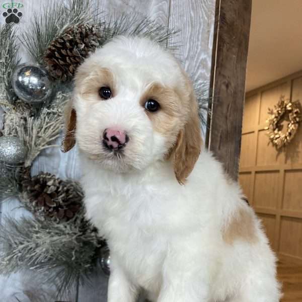 Snowflake, Mini Goldendoodle Puppy