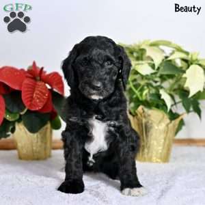 Beauty, Standard Poodle Puppy