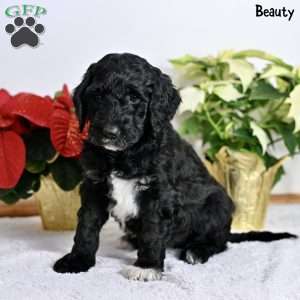 Beauty, Standard Poodle Puppy