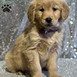 Christie, Golden Retriever Puppy