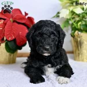 Beauty, Standard Poodle Puppy