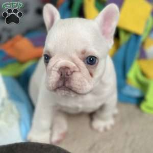 President Snow, French Bulldog Puppy