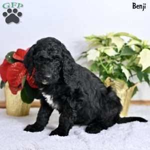 Benji, Standard Poodle Puppy